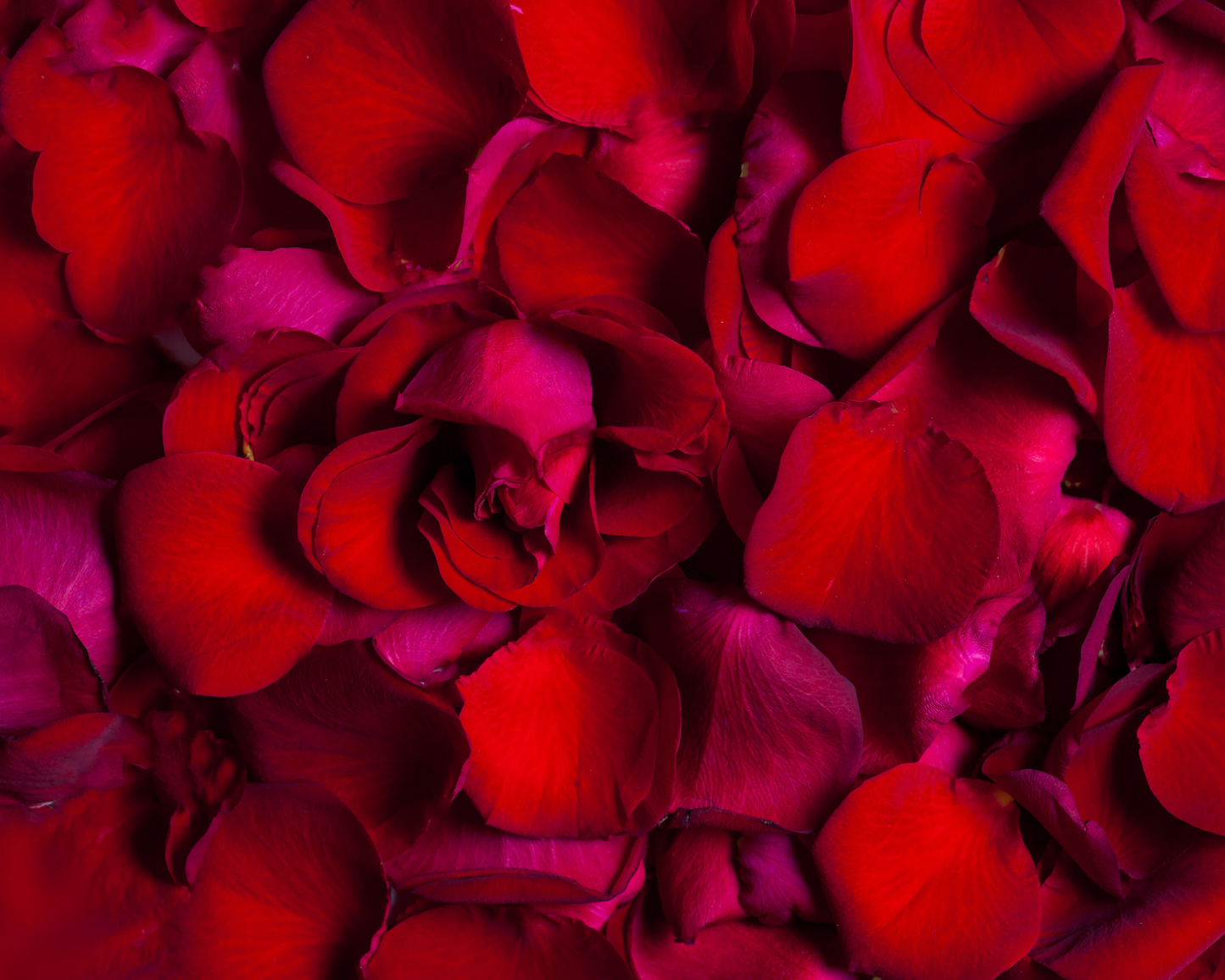 Red Rose Petals