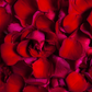 Red Rose Petals