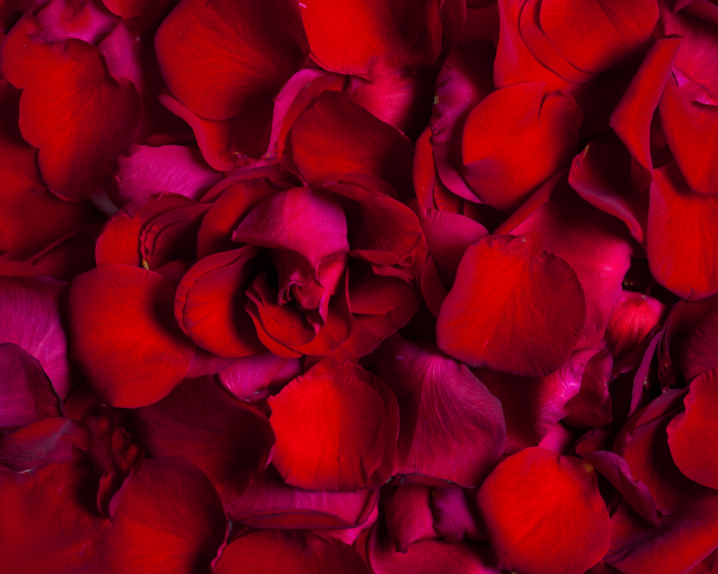 Red Rose Petals