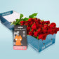 Long stemmed red roses (12-36 Flowers) & Dog Toy