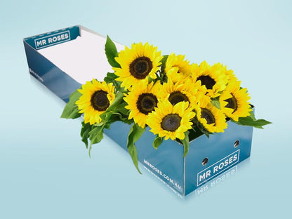 Sunflowers (Box)