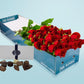 Long Stemmed Red Roses (12 - 36 Flowers) & Chocolates