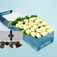 Long Stemmed White Cream Roses (12 - 36 Flowers) & Chocolates