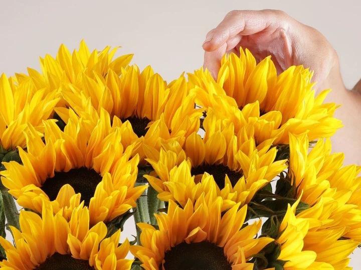 Sunflowers & Baily Teddy Bear