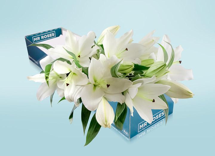 White Lilies (Box)